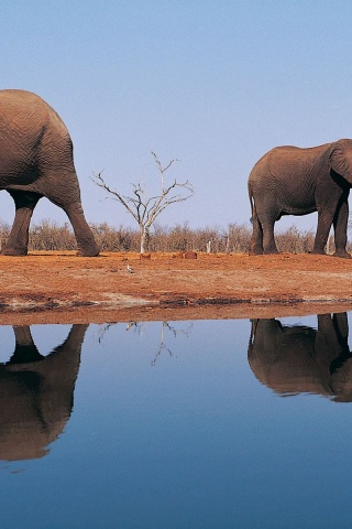 Elephants Around Lake
