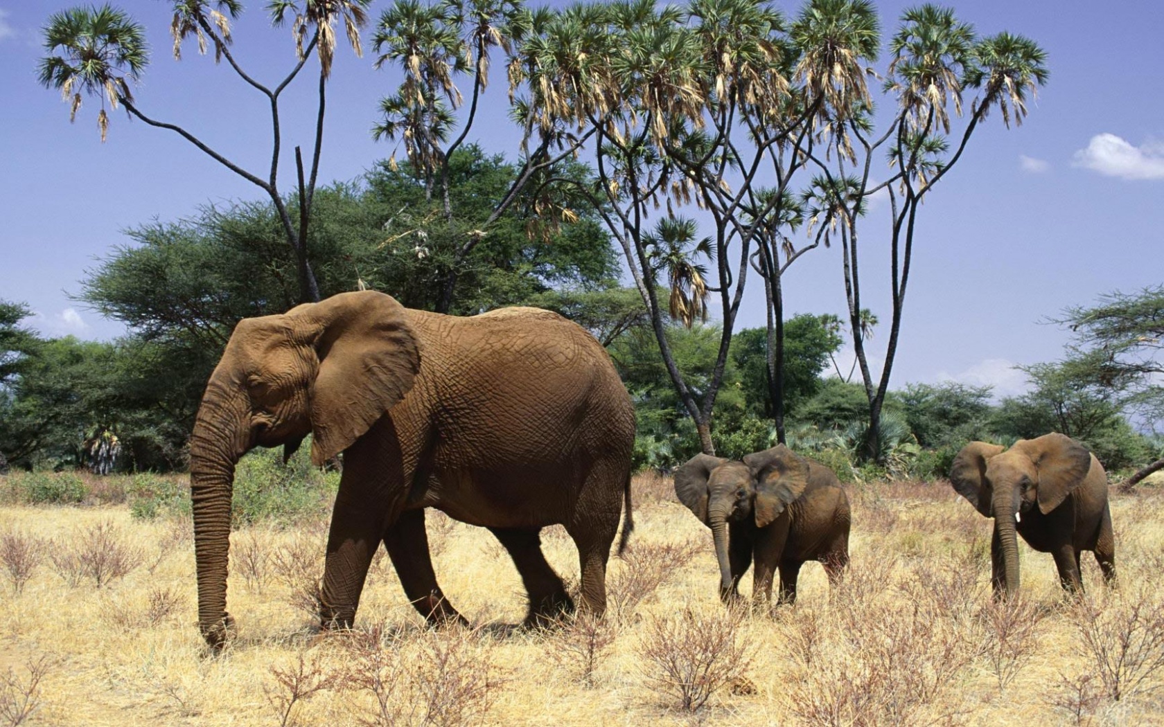 Elephants Family Animals