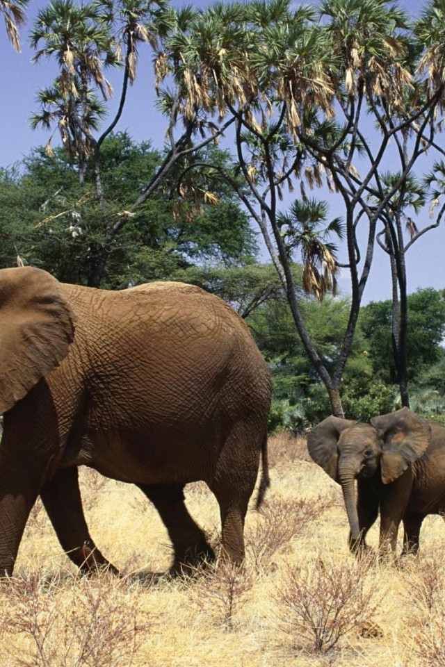 Elephants Family Animals