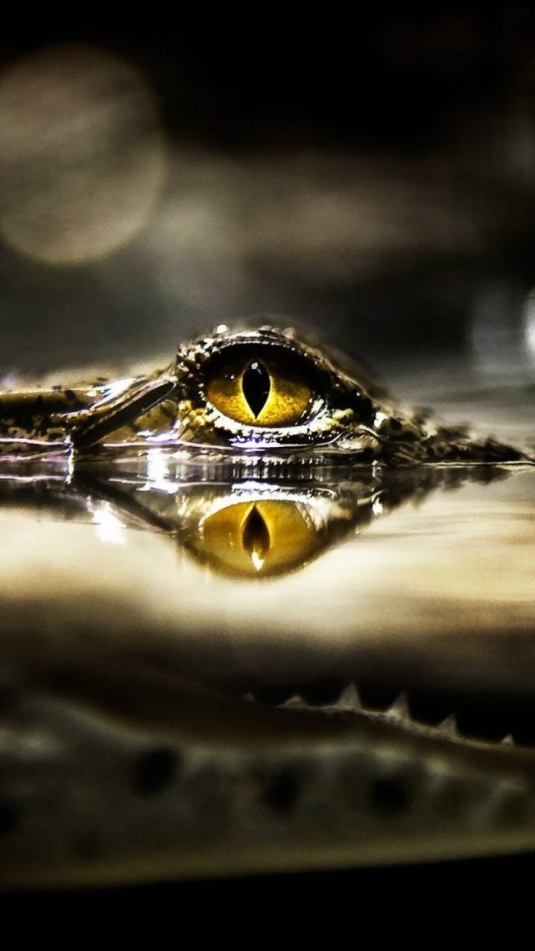 Eye Of Crocodile Above The Water
