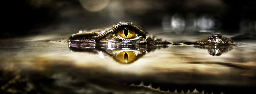 Eye Of Crocodile Above The Water