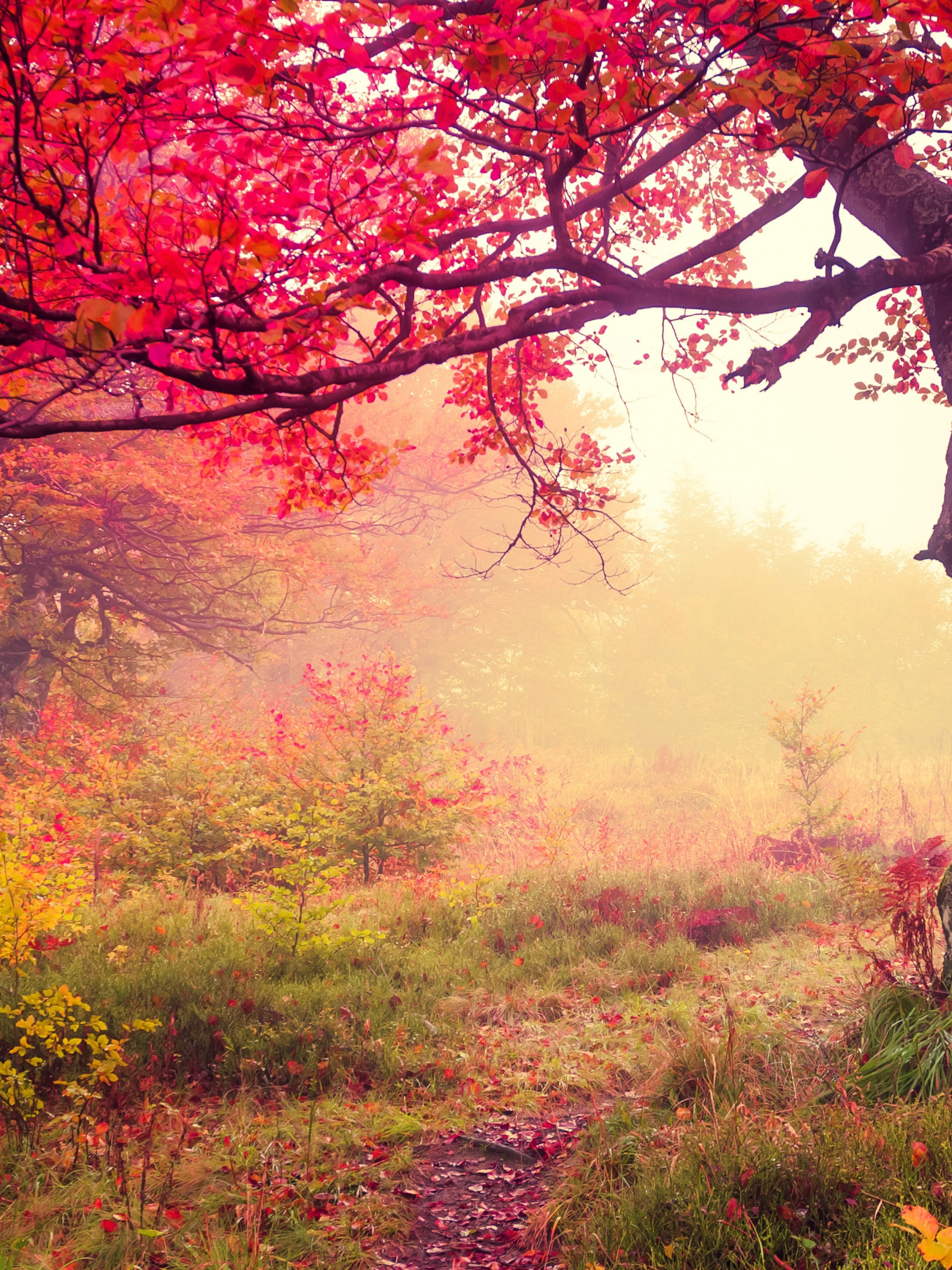 Fairy Autumn
