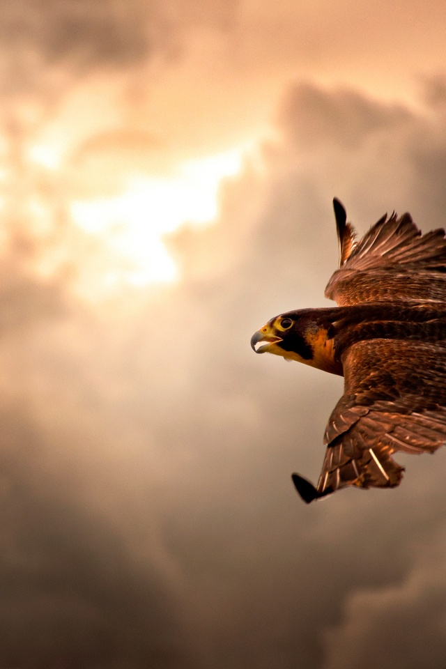 Falcon In Flight