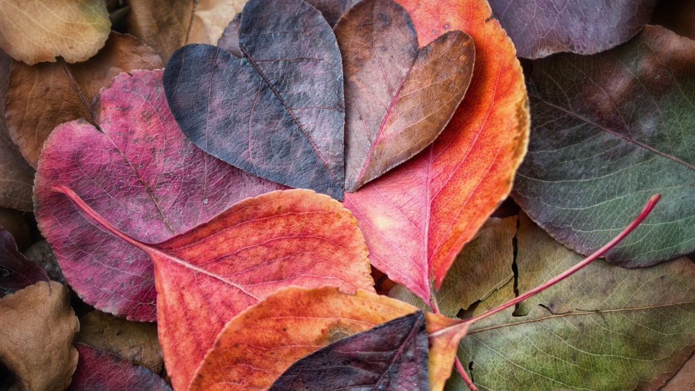 Fall In Love Leaves