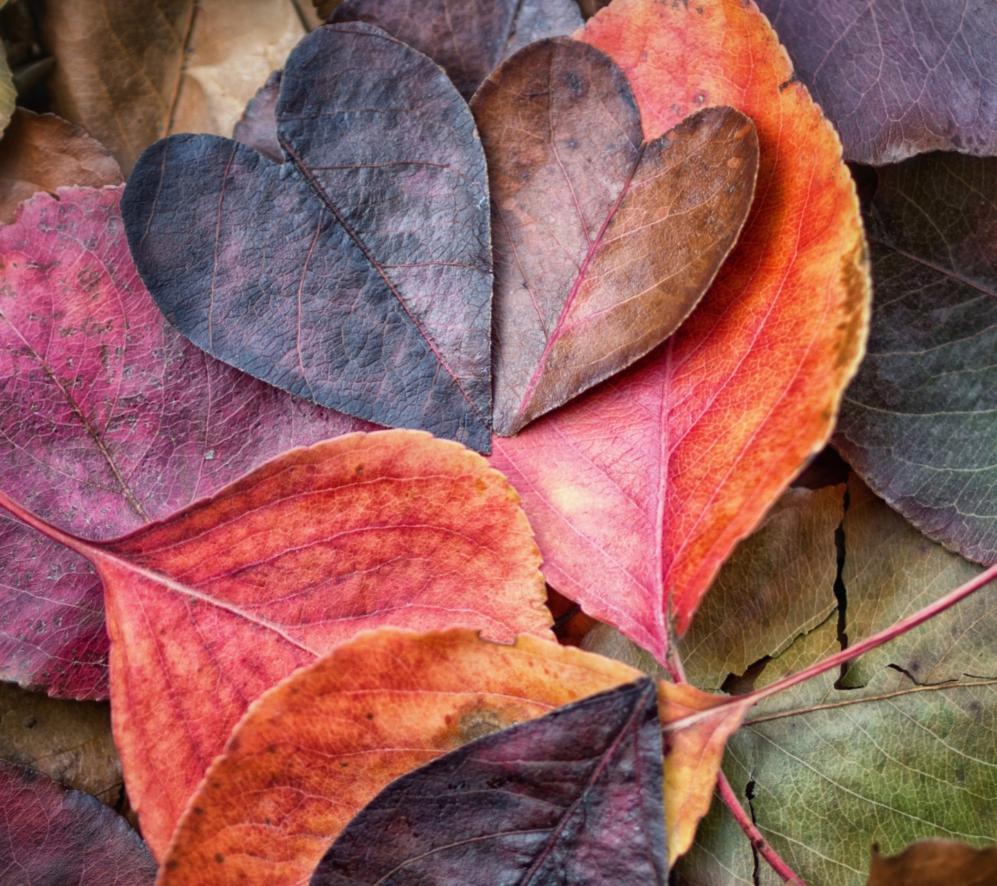 Fall In Love Leaves