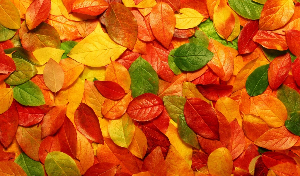 Fall Leaves Autumn 3d Wallpaper