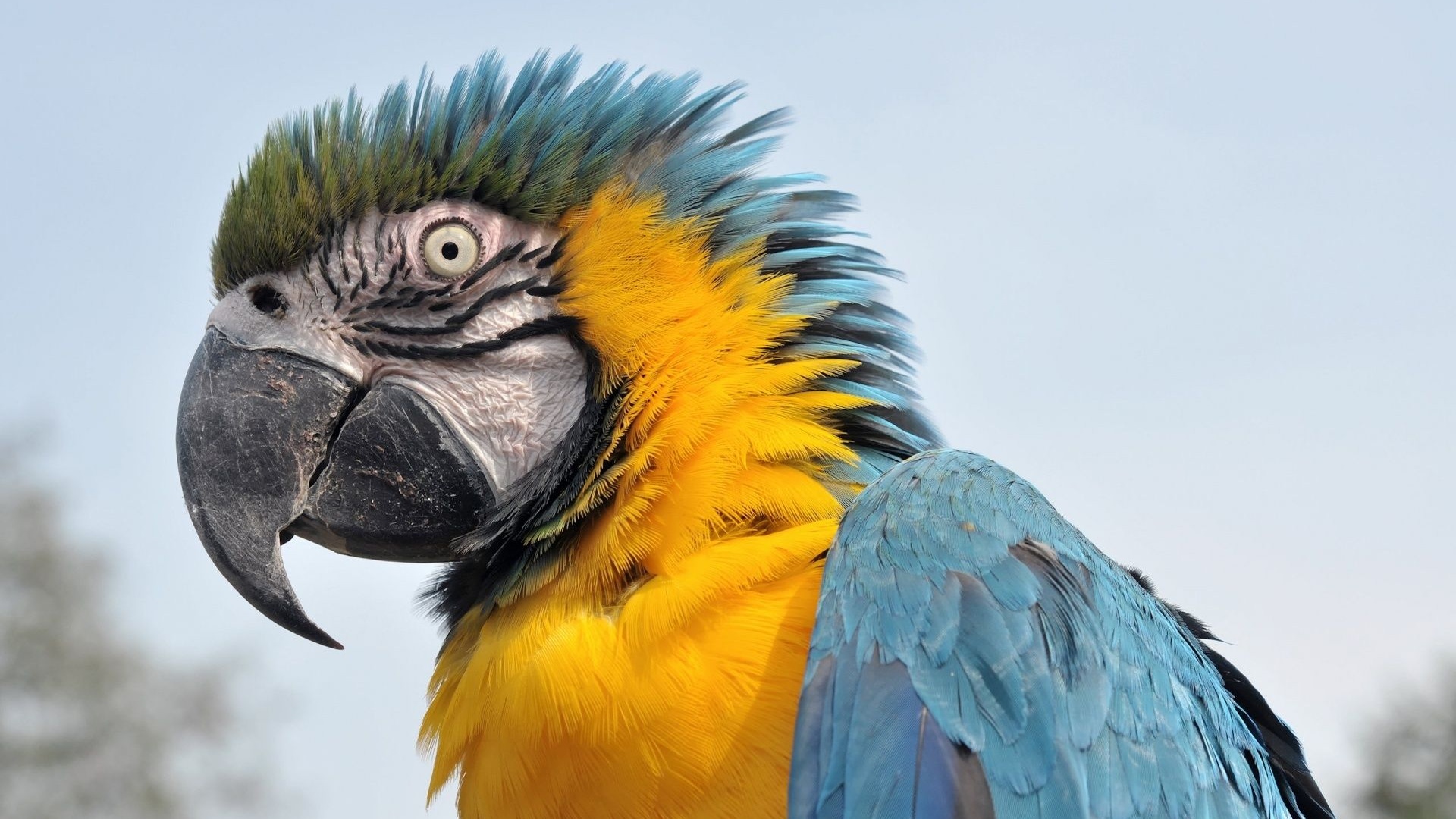 Feathers Head Beak Parrot