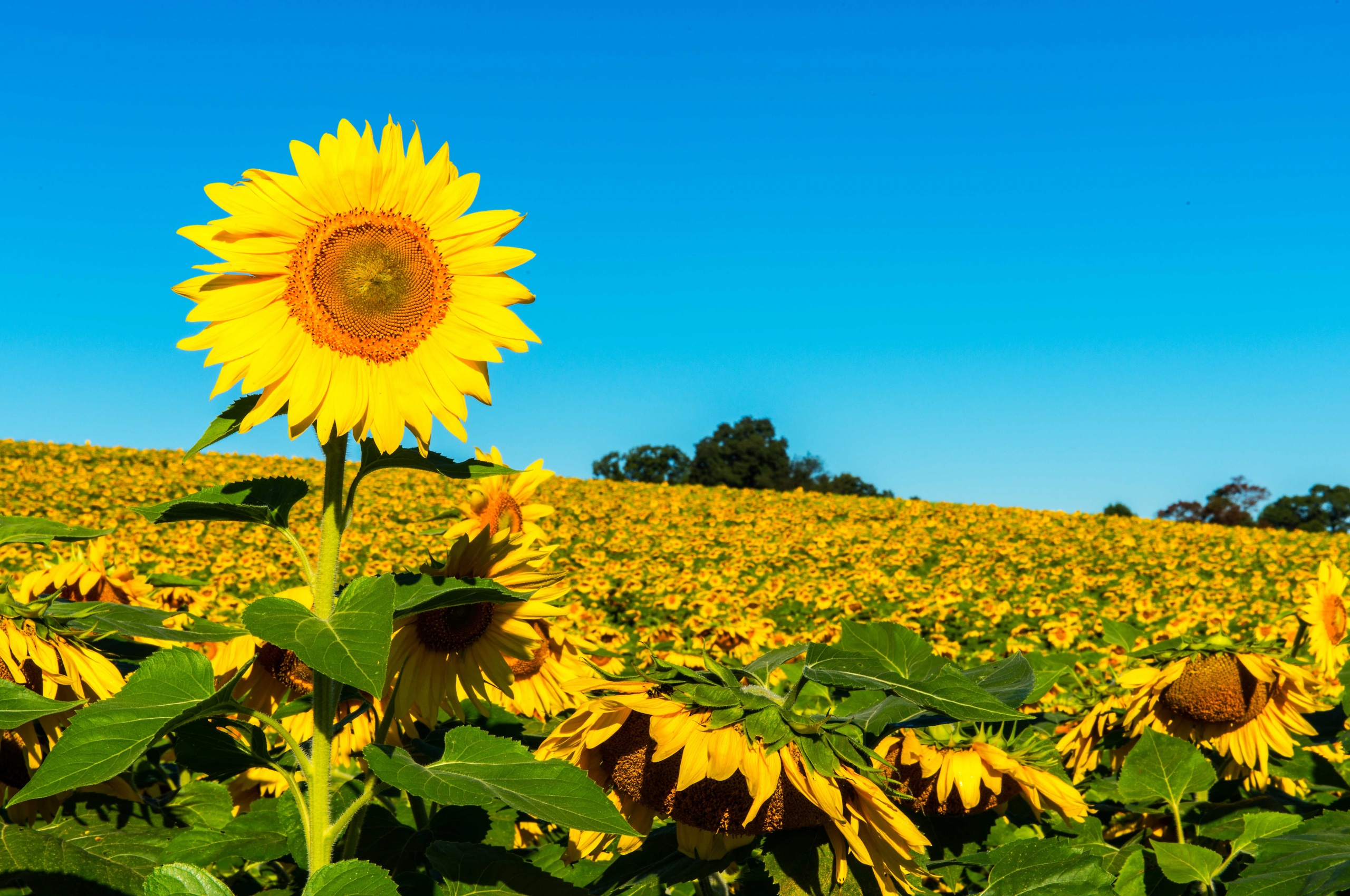 Field Of Sunflowers