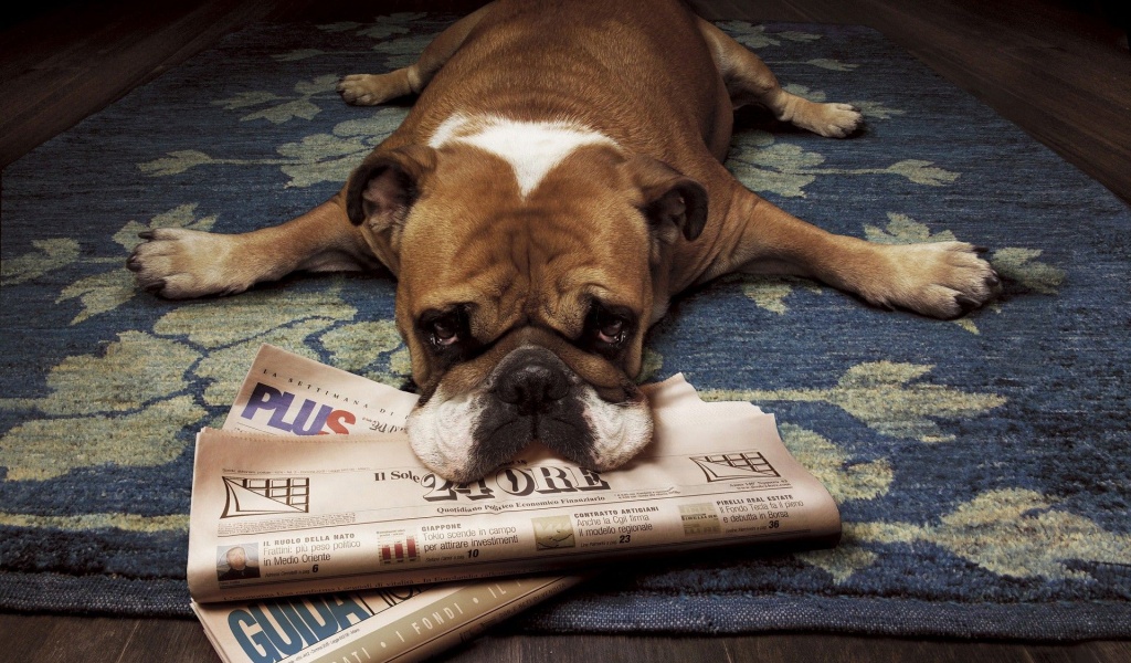 Floor Animals Dogs Funny Lying Down Newspapers Rugs Wood Floor