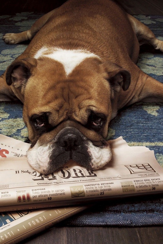 Floor Animals Dogs Funny Lying Down Newspapers Rugs Wood Floor