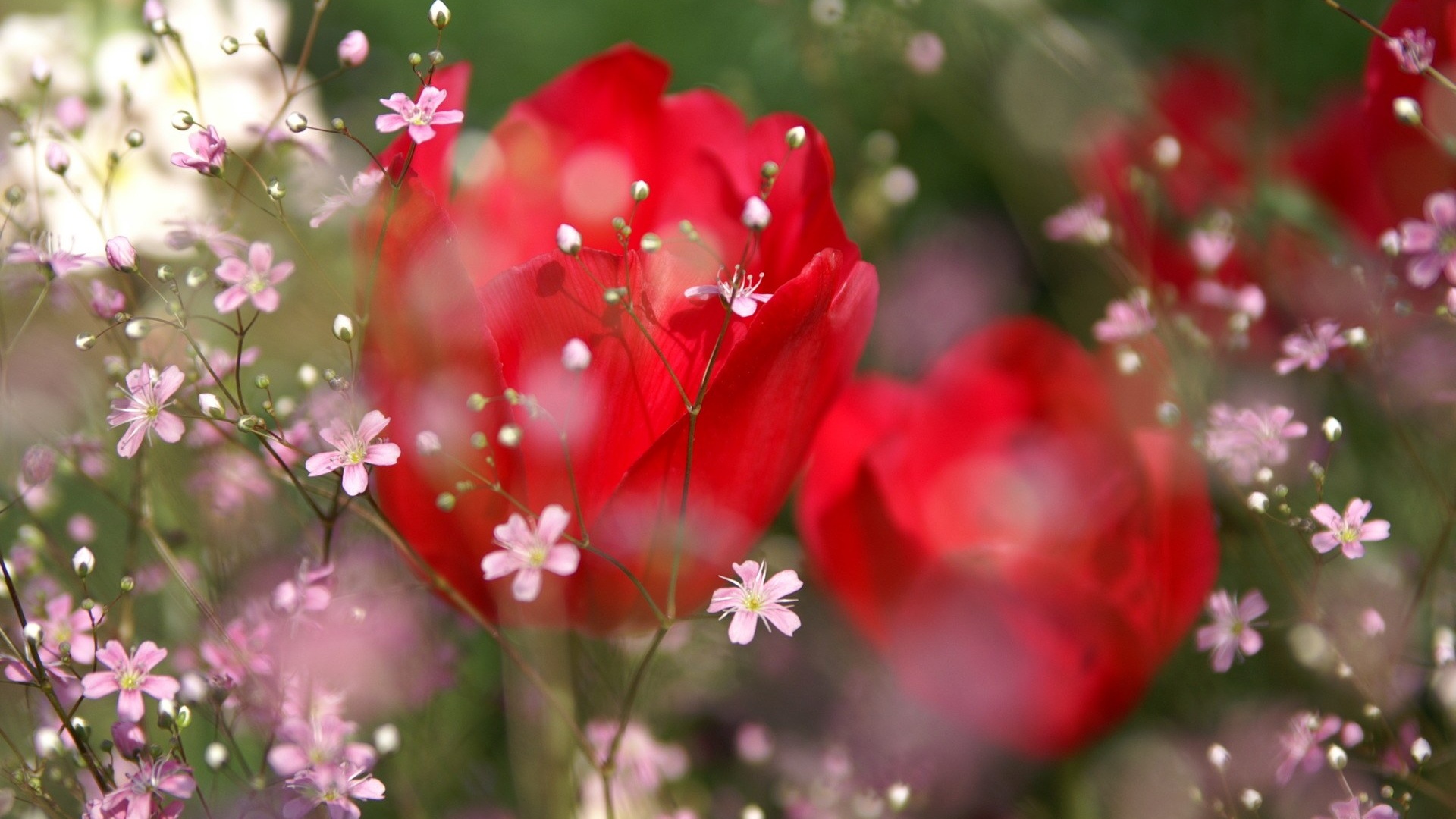 Flower Photography Nature