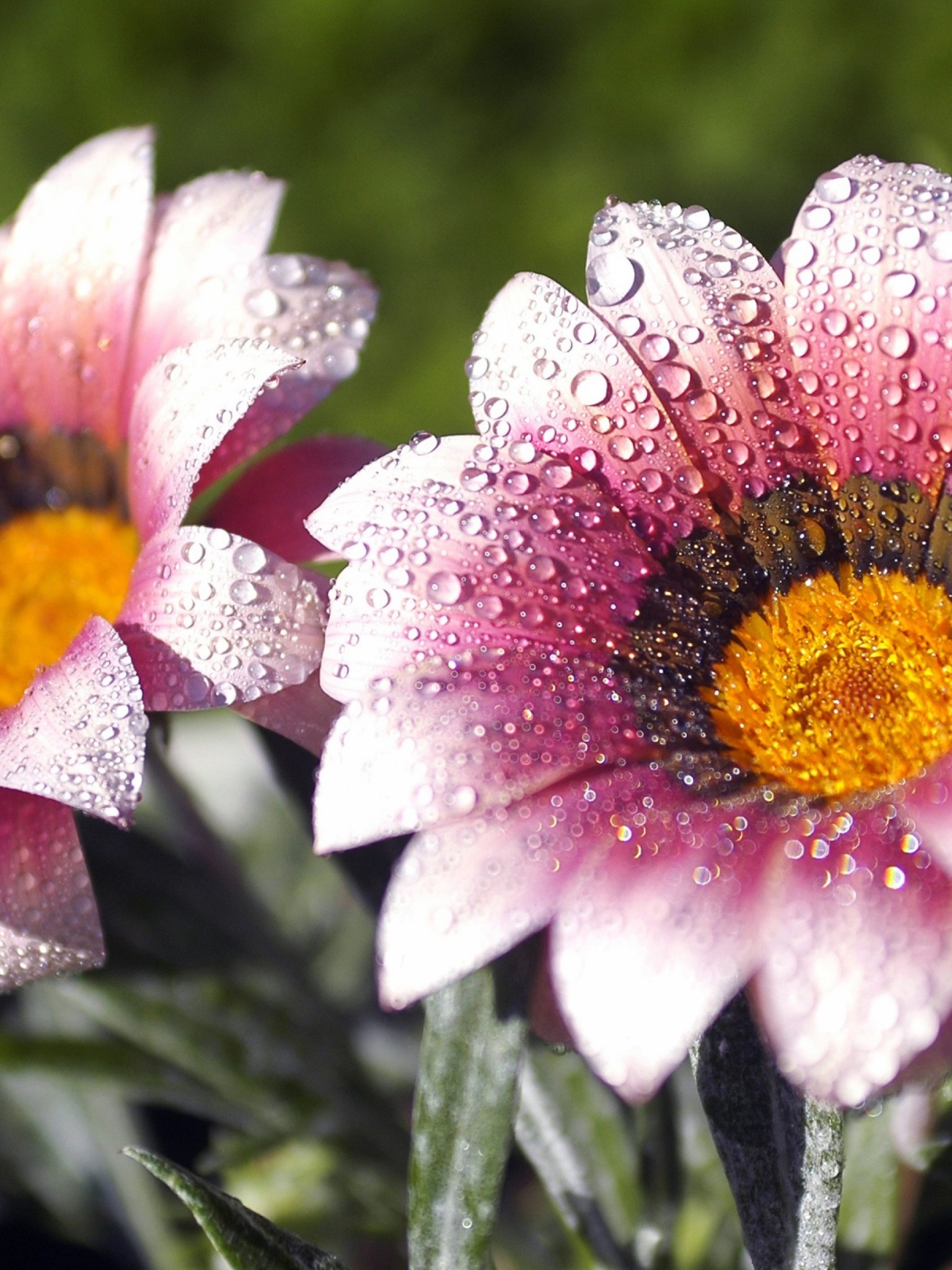 Flowers Covered With Dew