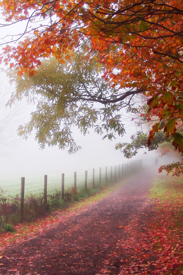 Foggy Autumn Morning