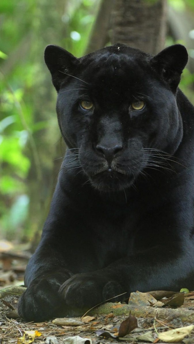 Forest Jungle Black Panther Panther