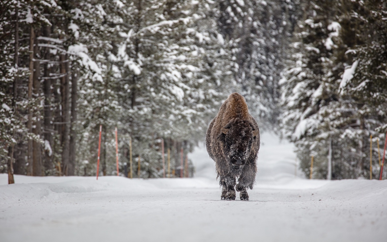 Forests Winter American Bison