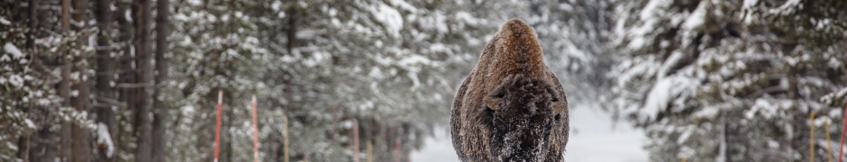 Forests Winter American Bison