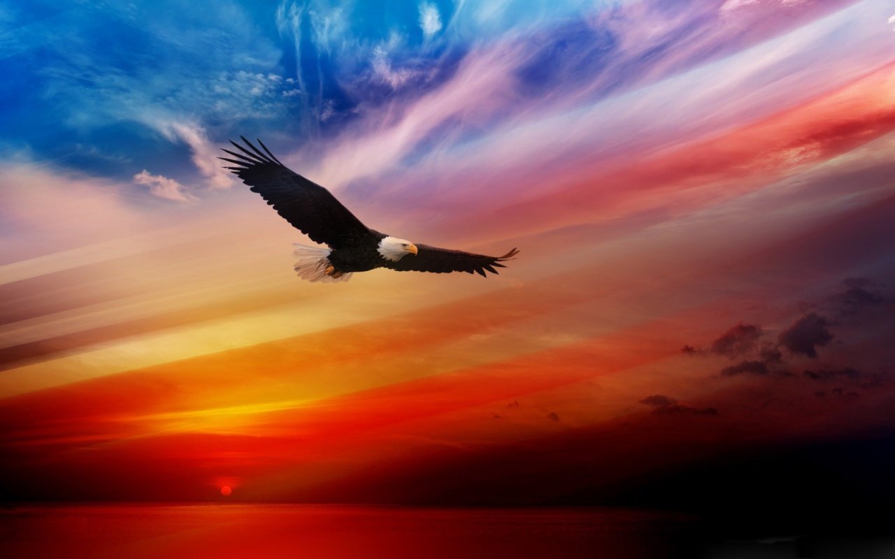 Fourth Of July 2014 USA Eagle