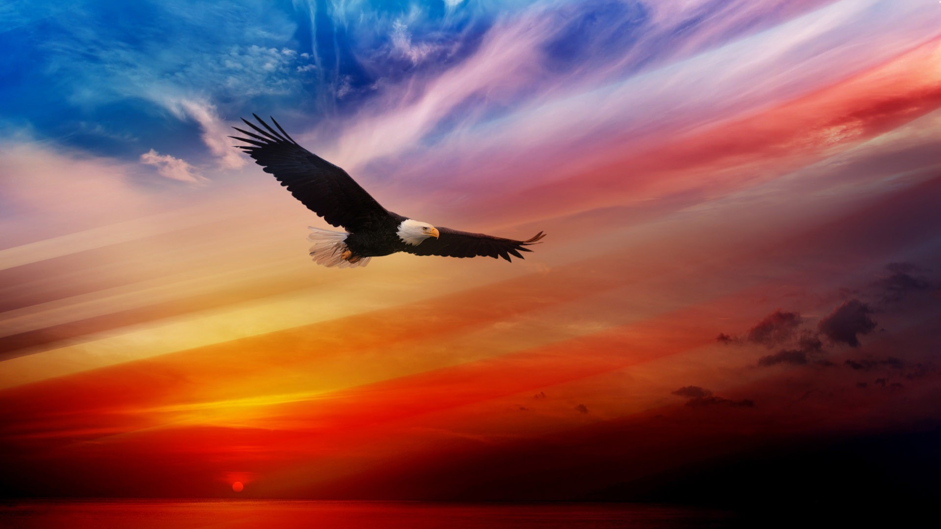 Fourth Of July 2014 USA Eagle