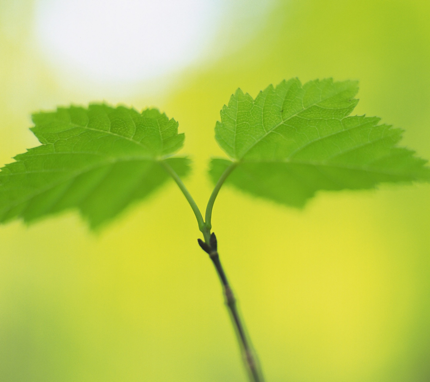 Fresh Green Leaves Nature