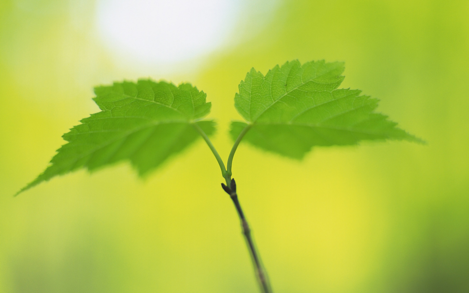 Fresh Green Leaves Nature