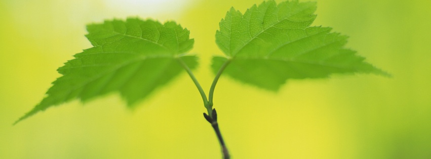 Fresh Green Leaves Nature