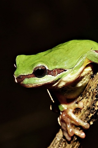 Frog On Tree
