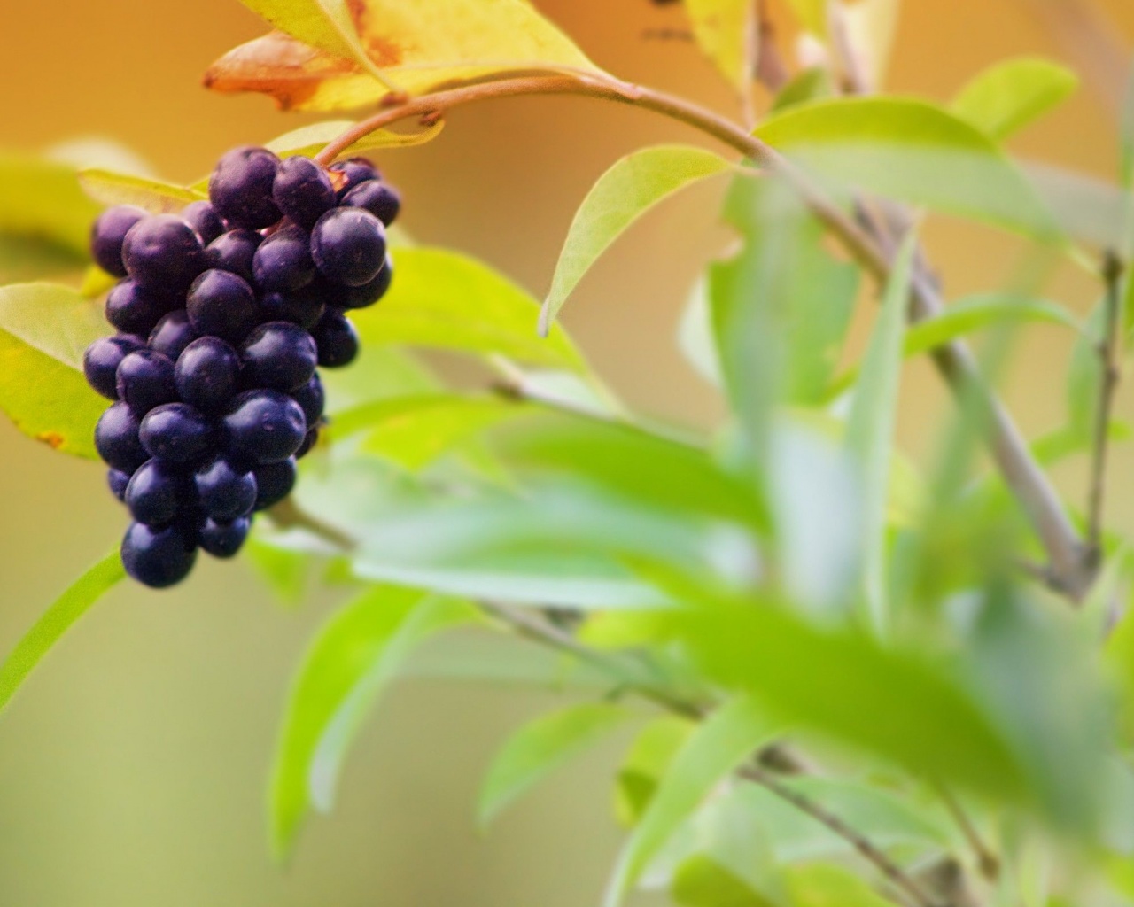 Fruits Food Grapes