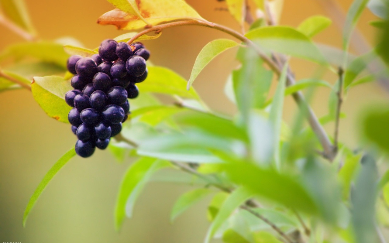 Fruits Food Grapes