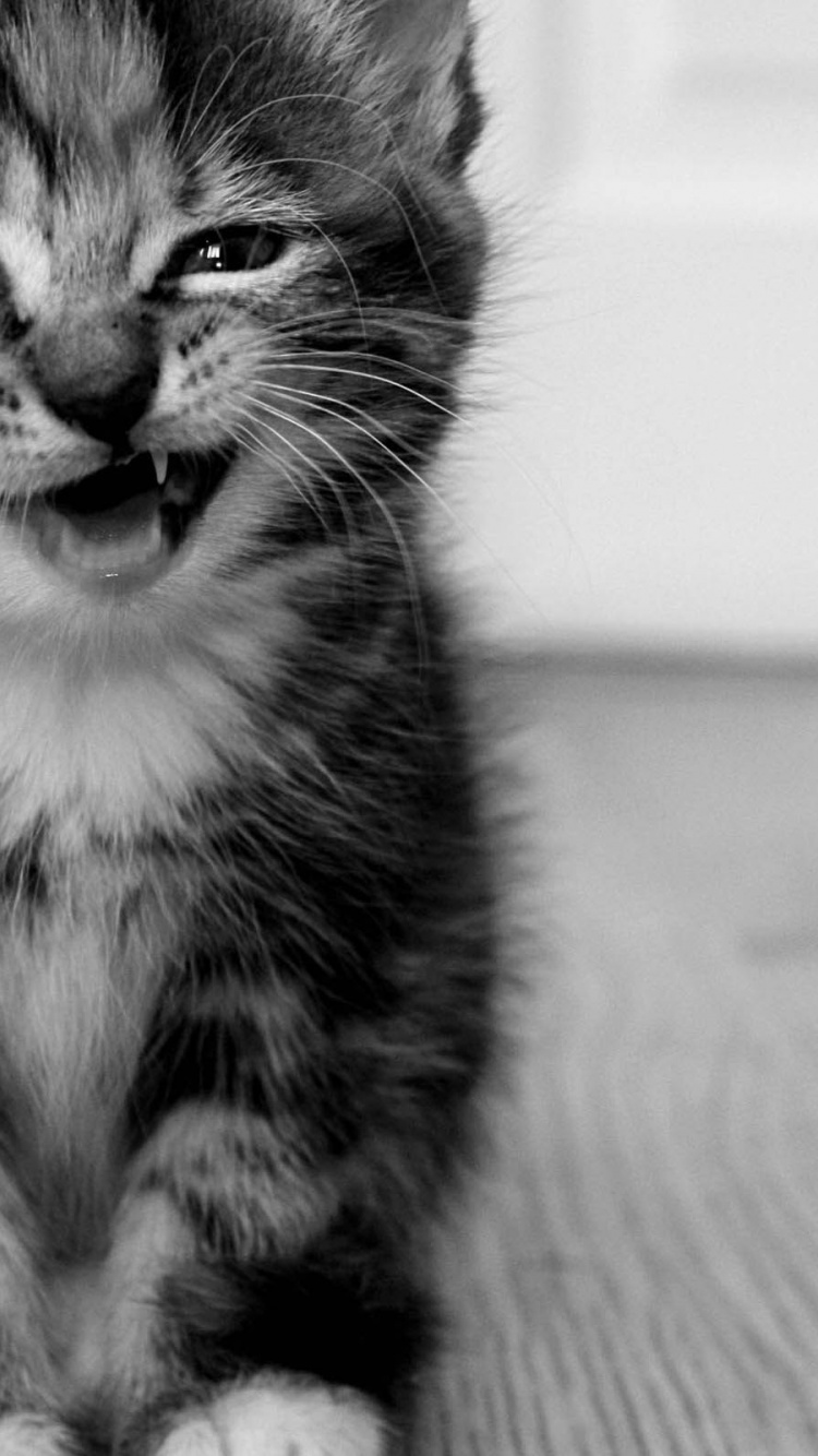 Funny Kitten