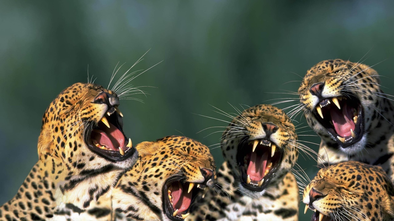 Funny Leopards