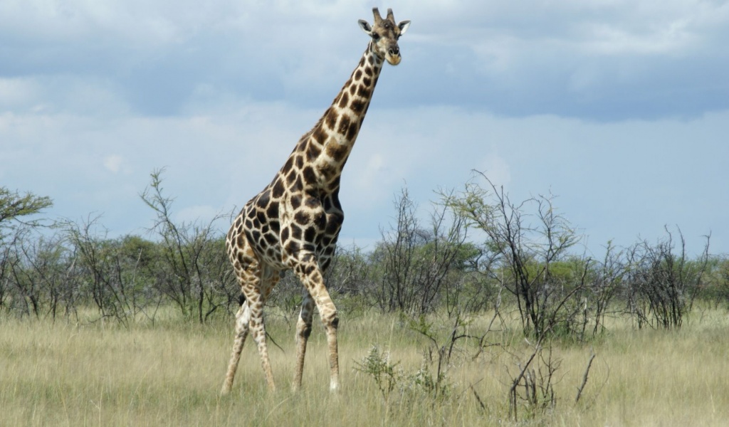 Giraffe Etosha National Park Nature Animals