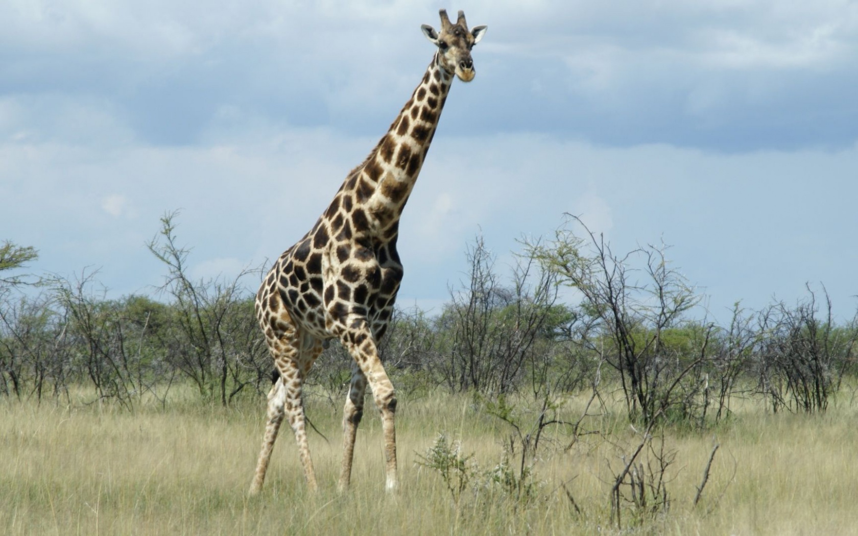 Giraffe Etosha National Park Nature Animals