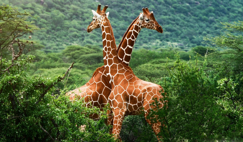 Giraffes Africa National Nature Animals