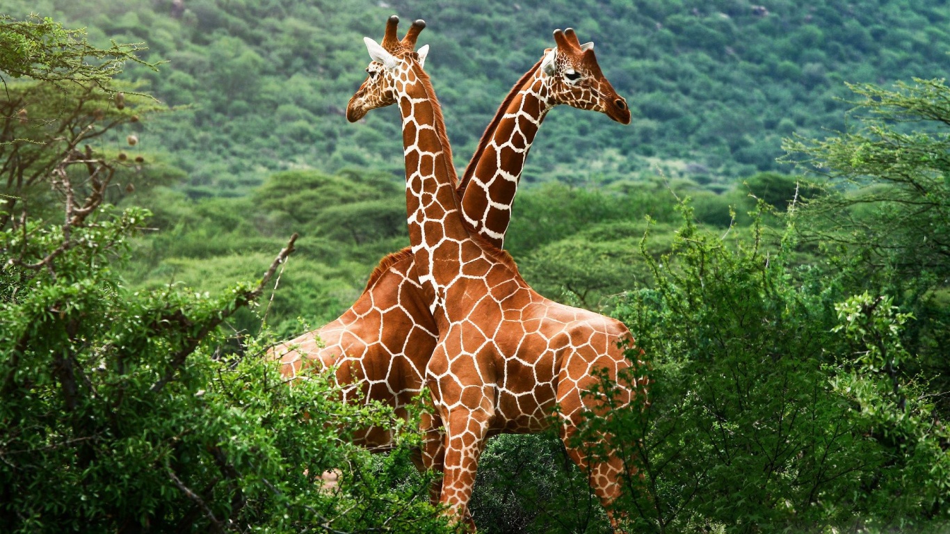 Giraffes Africa National Nature Animals