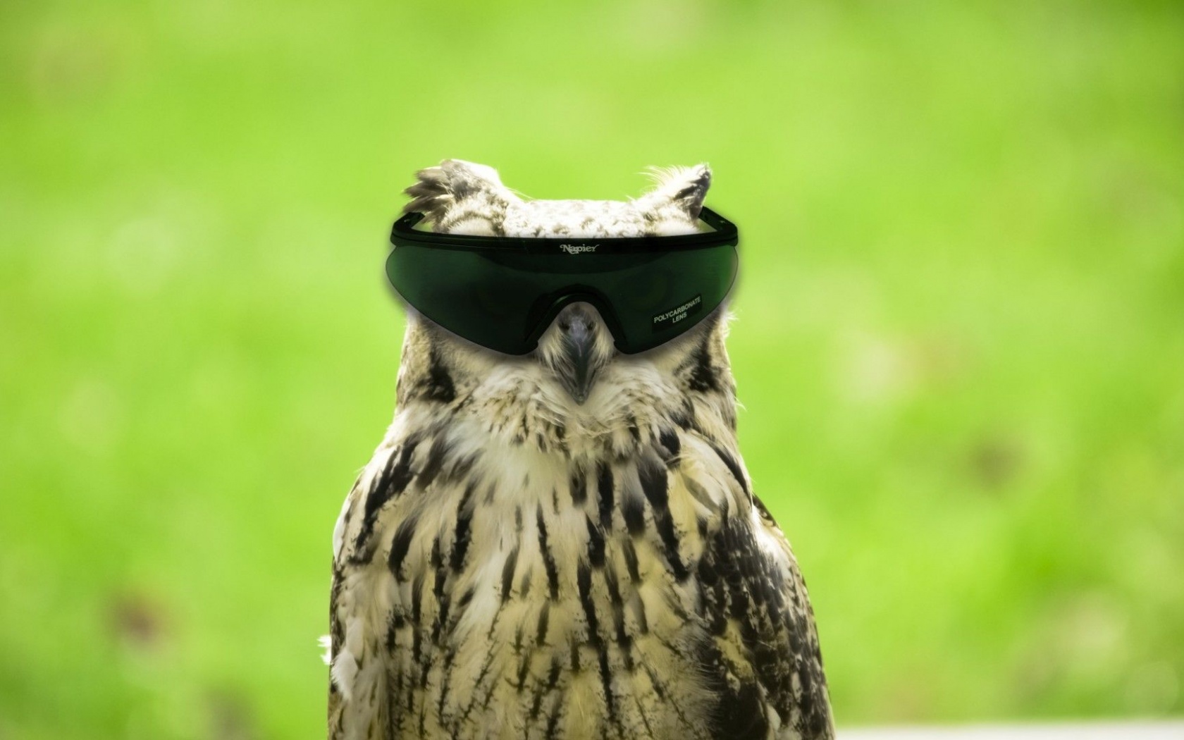 Glasses Funny Owls Photomanipulations