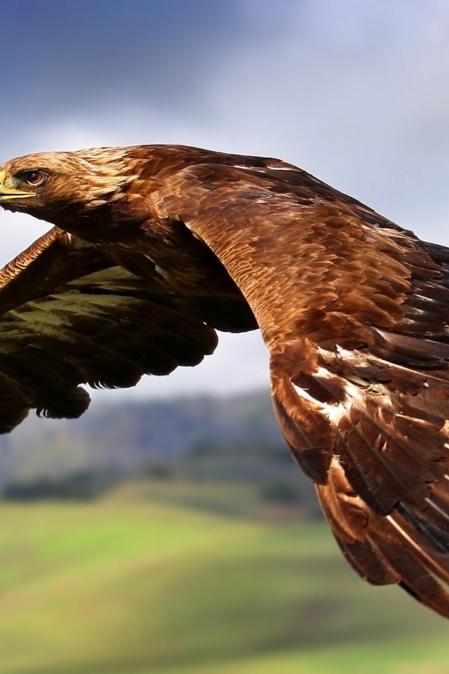 Golden Eagle In Flight