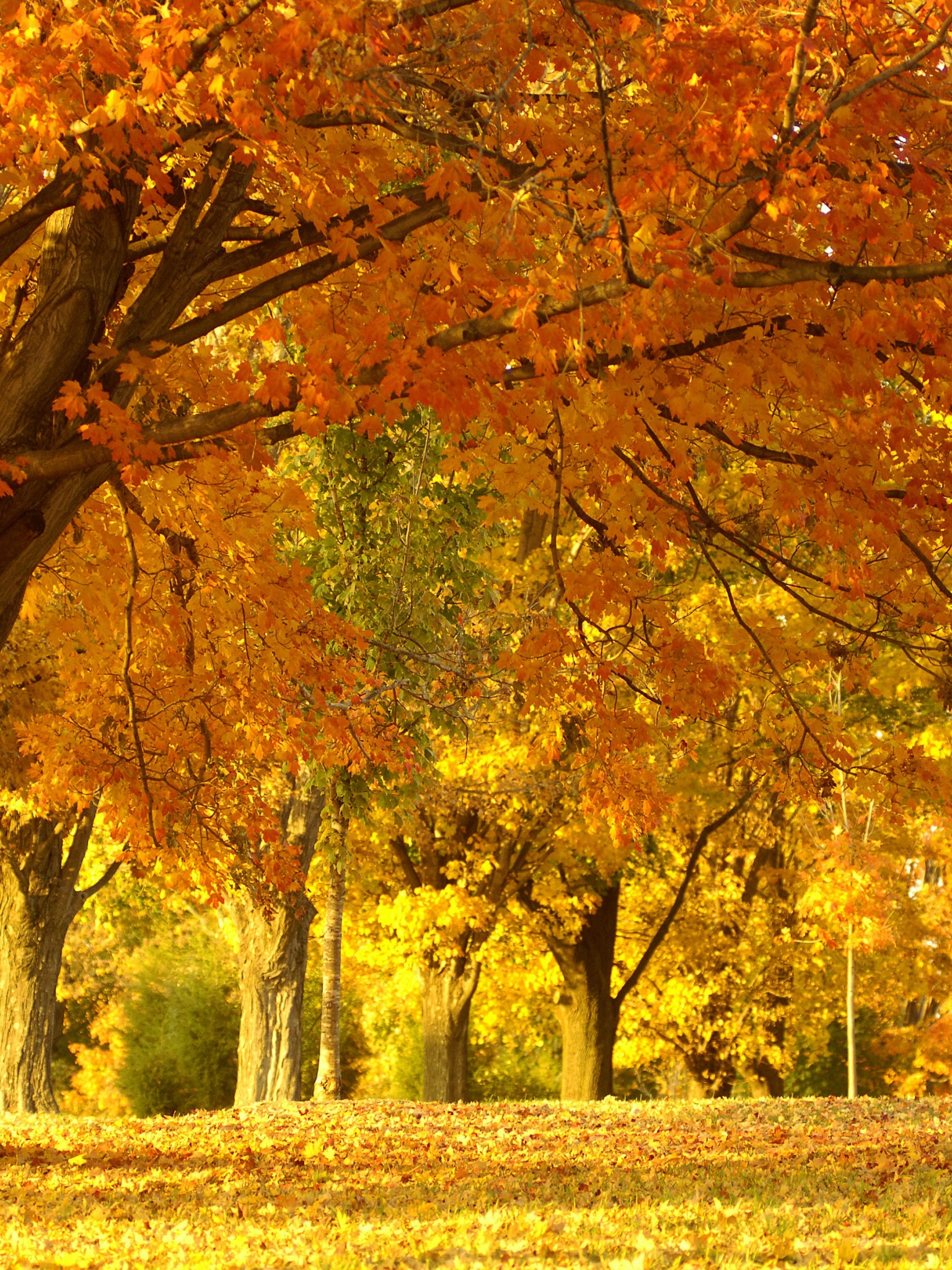 Golden Tree In Autumn