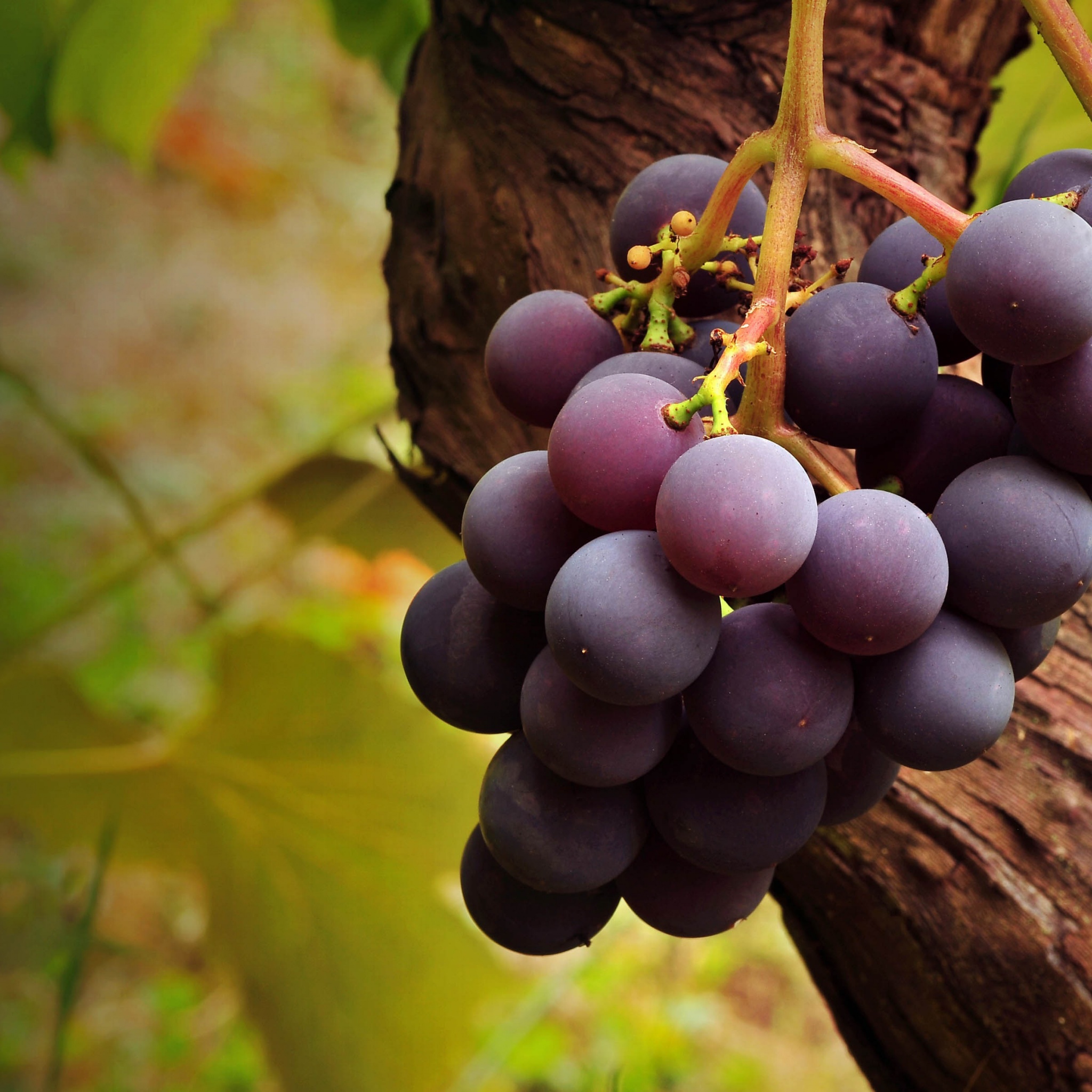 Grape Vine