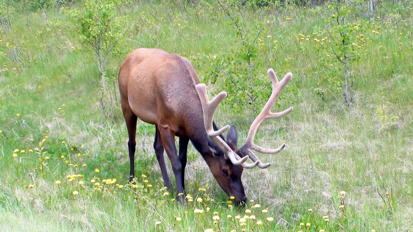 Grass Horn Deer