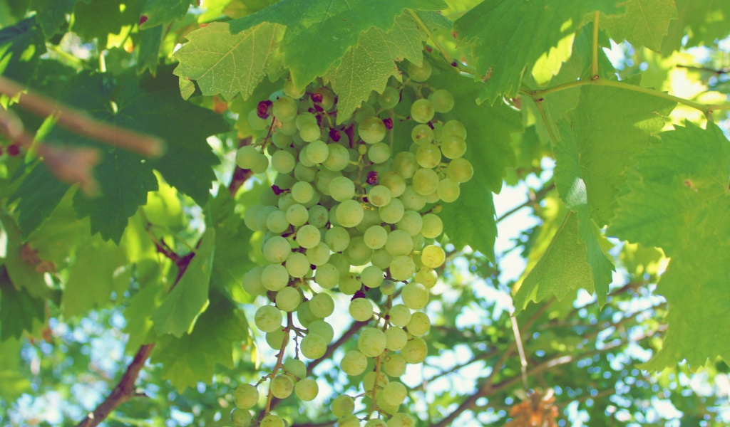 Green Grapes