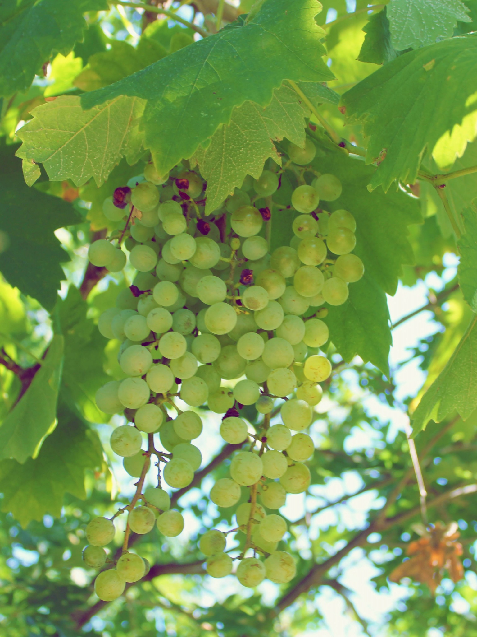 Green Grapes