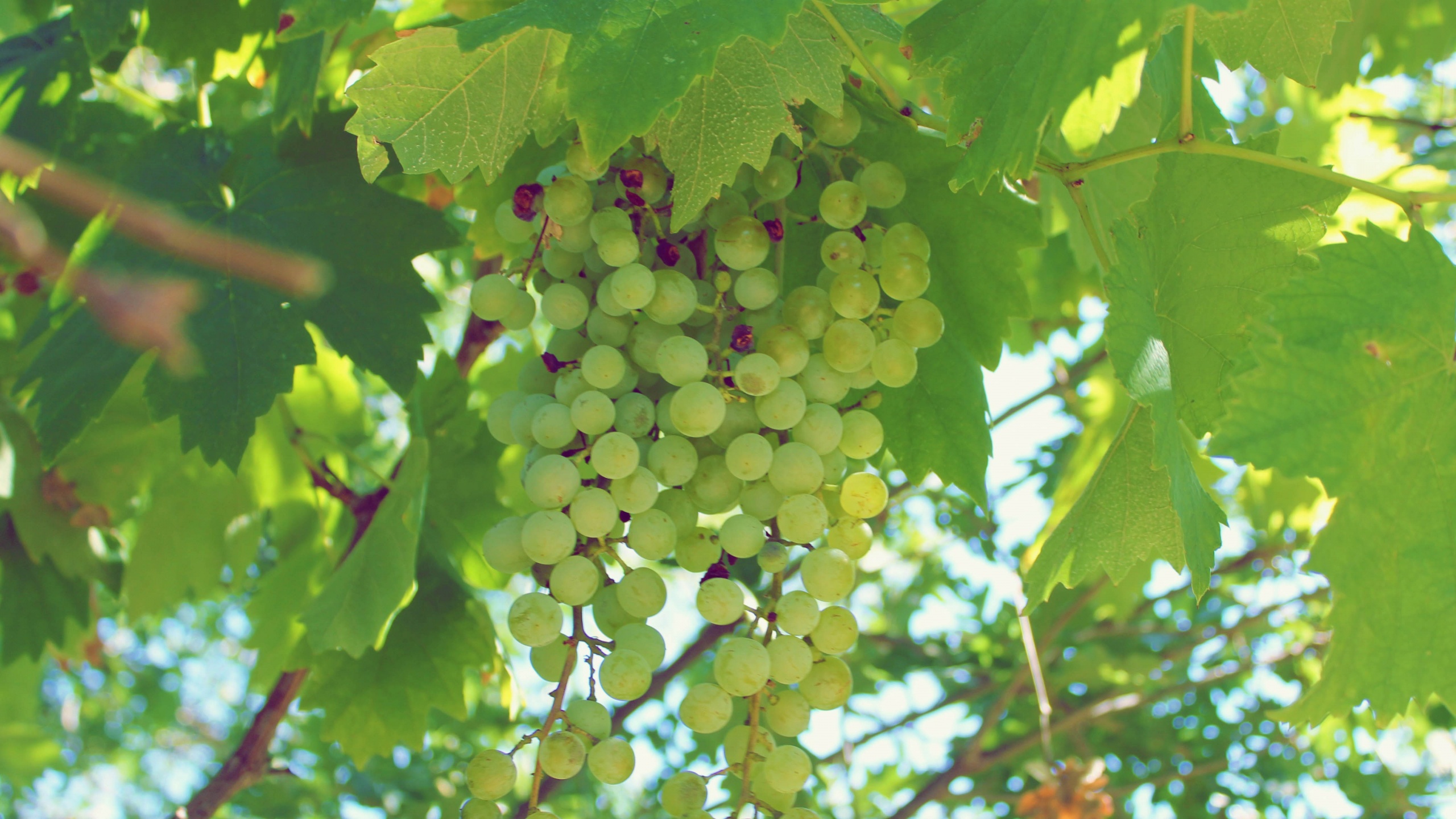 Green Grapes