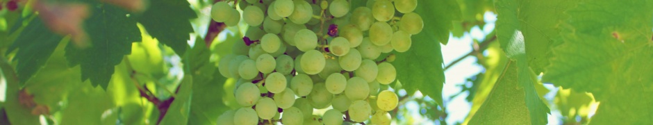 Green Grapes