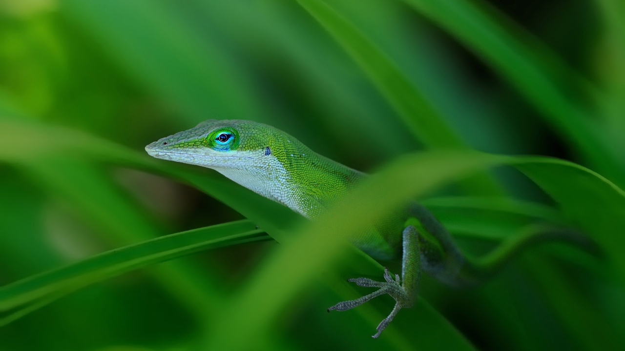 Green Lizard