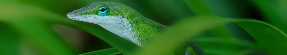 Green Lizard