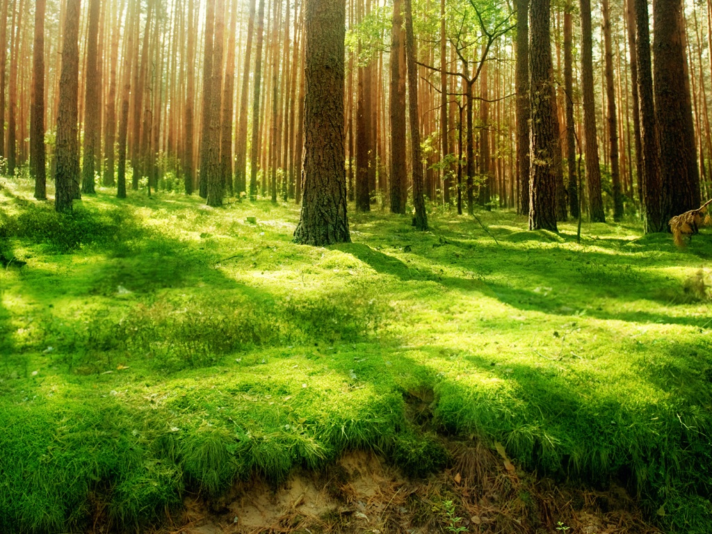 Green Lush Forest