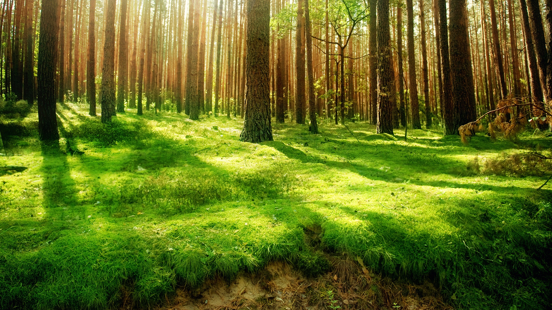 Green Lush Forest