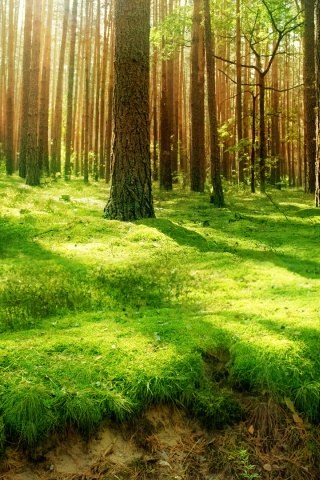 Green Lush Forest