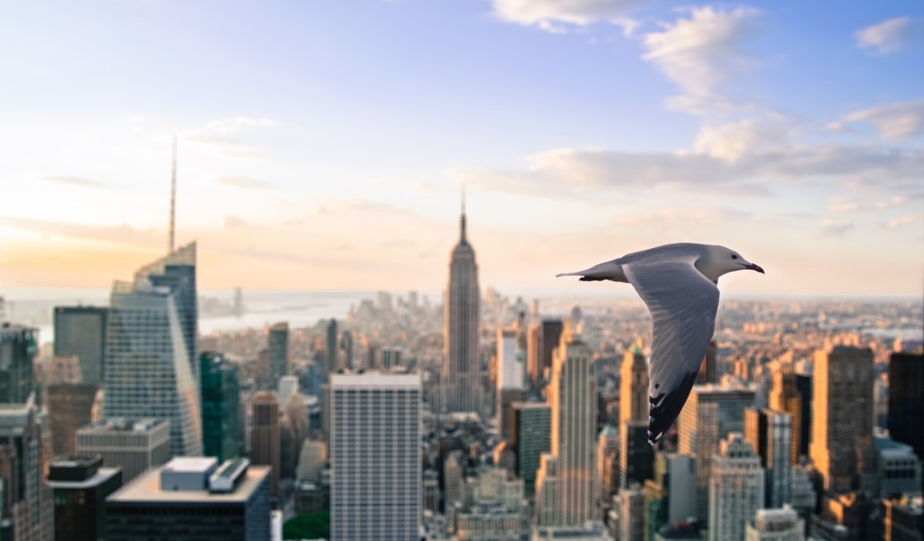 Gull Skyscrapers New York United States