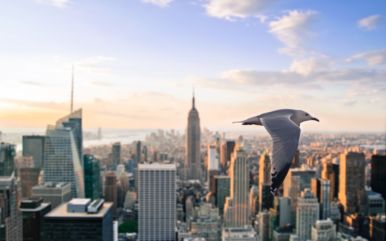 Gull Skyscrapers New York United States